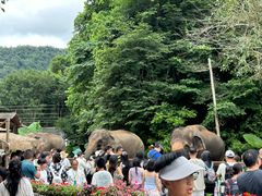 -野象谷景区