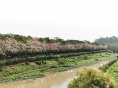 -广东花都湖国家湿地公园