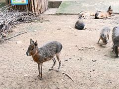 -合肥野生动物园