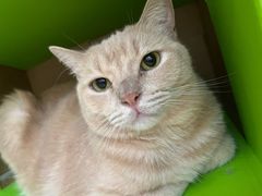 -是阿柴呀！柴犬咖啡·爱喵喵猫咖
