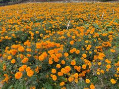 -松山湖梦幻百花洲