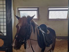 -北京群众马术培训基地