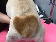 -宠福鑫康馨动物医院·骨科·眼科