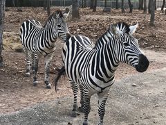 -清迈夜间动物园