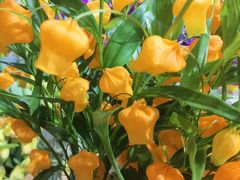 -双季花艺园艺市场(浦东店)