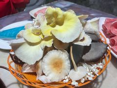 黄金菇-仙蘑洞