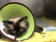 -萌兽医馆·宠物医院·猫骨科(创景店)