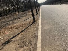 -呀路古热带植物园