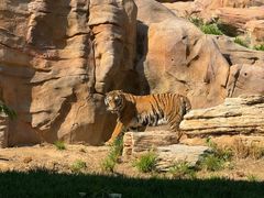 -北京野生动物园