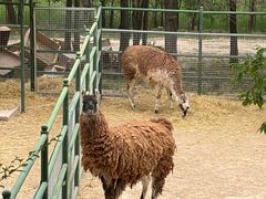 -青藏高原野生动物园
