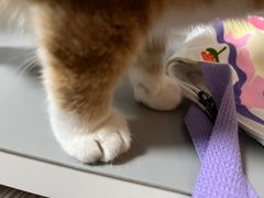 -宠爱国际动物医院·消化内科·心肾内科·ISFM猫友好(望京店)