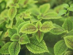 -北京植物园-展览温室