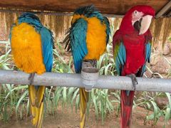 -西霞口神雕山野生动物世界