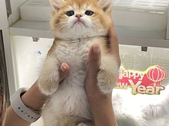 -lincat·猫舍(广州店)