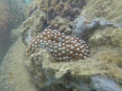 -东姑阿都拉曼海洋公园