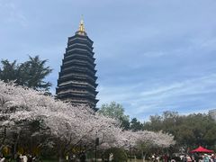 -红梅公园