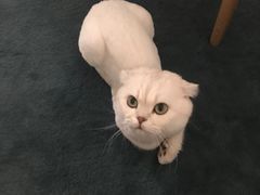 -PETKIT小佩宠物(古北店)