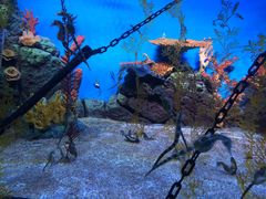 -上海海洋水族馆