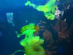-迪拜水族馆及水下动物园
