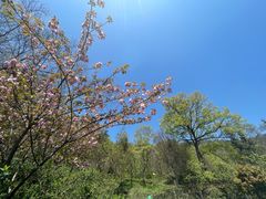 -老山国家森林公园