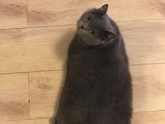 -宠爱国际动物医院·消化内科·心肾内科·ISFM猫友好(望京店)