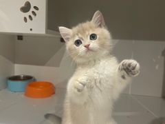 -东方名猫馆·英短金渐层布偶猫舍(环线广场1号楼店)