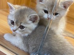 -猫十亿·布偶金渐层·曼基康矮脚猫舍(青年路店)