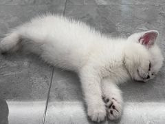 -欣宠猫屋·矮脚拿破仑·蓝金金渐层