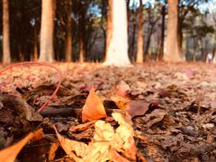 -艾溪湖湿地公园