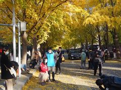 -三里屯东五街银杏大道