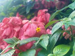 -深圳仙湖植物园