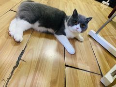 -瑞派申生动物医院·24H夜诊·国际动物医疗中心·骨外科(吴中路店)