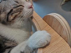 -飞行喵MR PILOT|猫舍·猫咖(静安大融城店)
