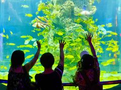 -芜湖新华联大白鲸海洋公园