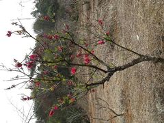 桃园-神光山国家森林公园