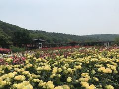 -龙寺生态园
