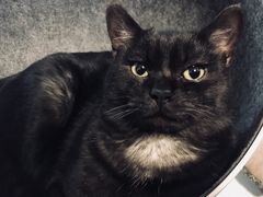 -纳吉亚猫专科动物医院·北北分院