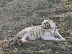 -石家庄市动物园