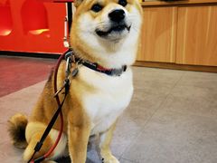 -宠物家(双井店)