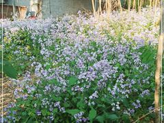 -北京大学燕东园