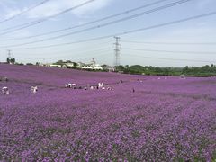 -紫颐香薰山谷景区