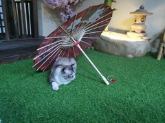 -白兔子密室(长寿路店)