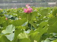 -莲花池公园