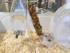 -酷以爬仙阁实体爬宠店·守宫·蜥蜴·专业繁育