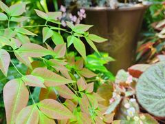 -深圳仙湖植物园