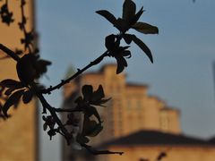 -上海星河湾双语学校