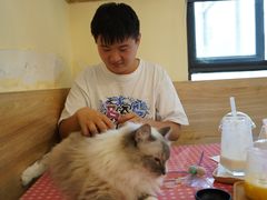 -滚猫咖啡·猫咖·猫友好撸猫(未来城店)