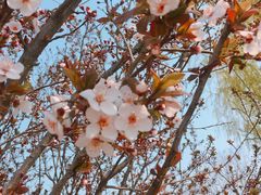 -大兴滨河森林公园