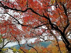 -塔川景区