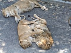 -大连森林动物园